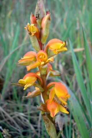 Satyrium coriifolium floral features